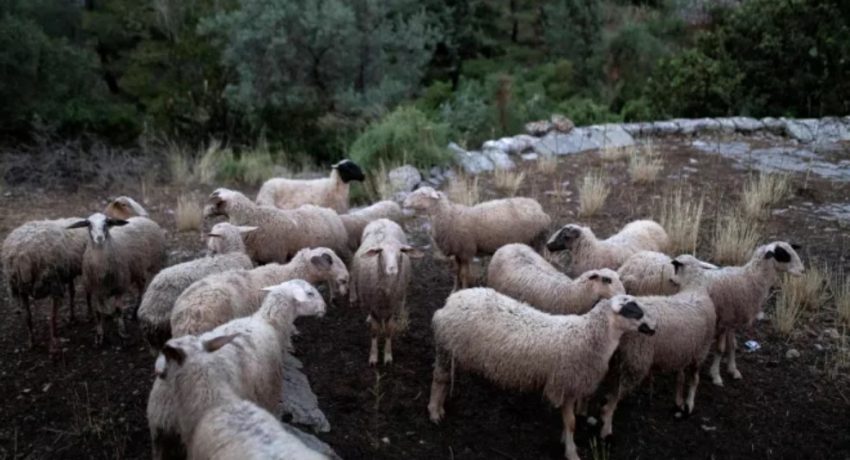 Η Αιτωλοακαρνανία στον «κλοιό» της ευλογιάς – Τα κρούσματα που επιβεβαιώθηκαν