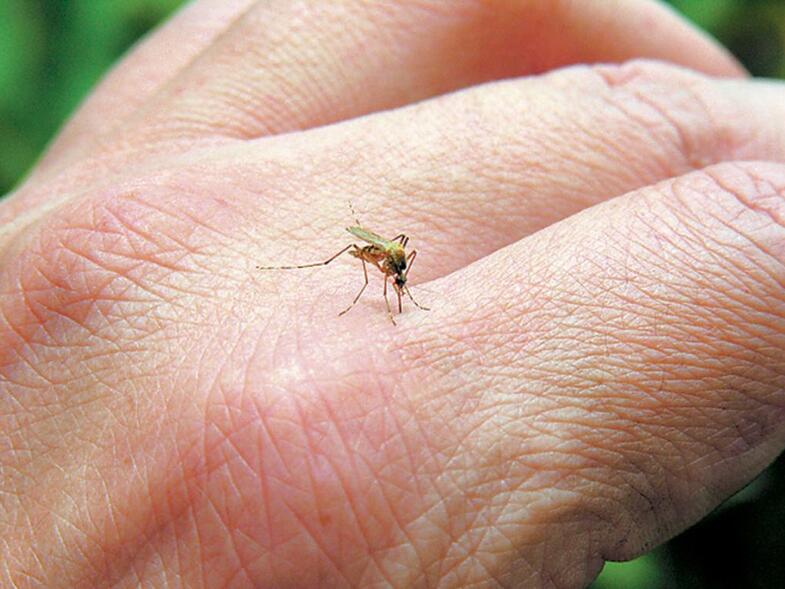 Ιός Δυτικού Νείλου: Σε ποια περιοχή της Αχαΐας καταγράφηκε κρούσμα